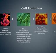 Image result for Cell Biology Evolution