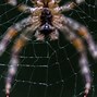 Image result for Big Brown Spider Texas