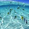 Image result for Underwater Laptop Background