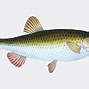Image result for Fishing Hook White Background Cartoon