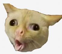 Image result for Funny Cat Face No Background