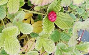 Image result for Fragaria rubicola Mount Omei