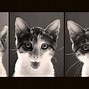 Image result for Weird Desktop Wallpapers Funny Cat in Space
