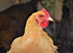 Image result for Yellow Chicken in Mexico