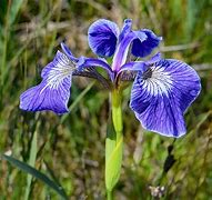Image result for Iris hookeri