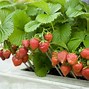 Image result for Strawberry Smal Plant