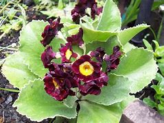 Image result for Primula auricula Black Jack