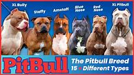 Image result for pitbull bulls name