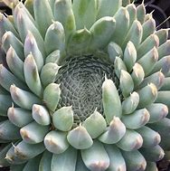 Image result for Orostachys spinosa