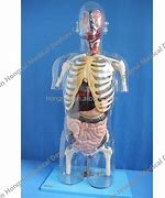 Image result for Human Body Model Engineering