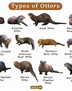 Image result for Otter Taxonomy