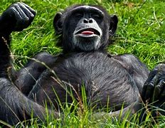Image result for Monkey 1080X1080