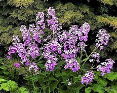 Image result for Hesperis matronalis