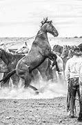 Image result for Texas Wild Horses