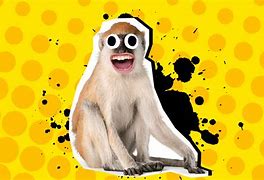 Image result for Funny Monkey Jokes