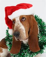 Image result for Happy New Year Basset Hound
