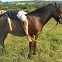 Image result for Strawberry Roan Arabian Horse