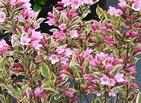 Image result for Weigela florida Magical Rainbow