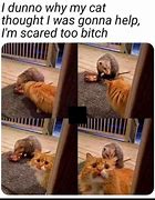 Image result for Terror Cat Meme