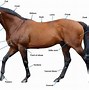Image result for Horse Conformation Scale