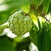 Image result for Sugar Apple Tree