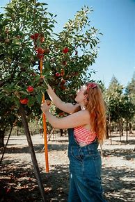 Image result for Photo Ideas for Apple Picking