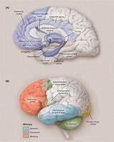 Image result for Brain Anatomy Memory