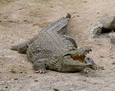 Image result for The Difference Between Crocodiles Alligators