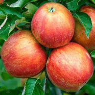 Image result for Jonagold Apple Yellow