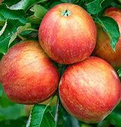 Image result for Jonagold Apple Tree