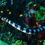 Image result for Mimic Octopus