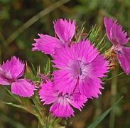 Image result for caryophyllaceae