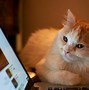 Image result for Sharp Pictures Wallpaper Cat