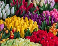 Image result for Every Flower in the World