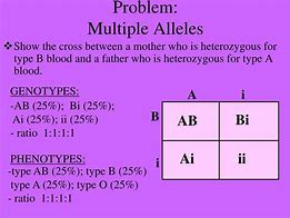 Image result for Allele Pairs