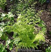 Dryopteris stewartii 的图像结果