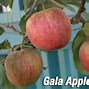 Image result for 15 Gallon Gala Apple Tree