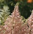Image result for Astilbe Verssalmon ® (YOUNIQUE SALMON)