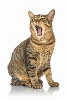 Image result for Cat with Mouth Open Side View