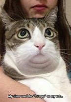 Image result for Funny Cat Haha