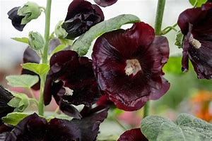 Alcea rosea Nigra に対する画像結果