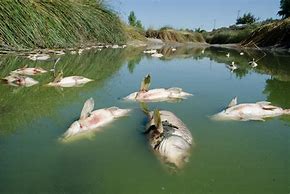 Image result for Toxic Waste in Water