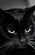 Image result for Fuzzy Black Cat On Phone