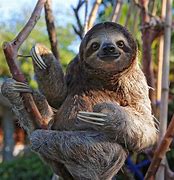 Image result for Great Sloth