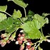 Image result for Ribes nigrum Titania