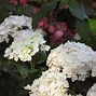 Image result for Hydrangea macrophylla Endless Summer The Bride
