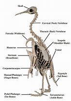 Image result for Anatomy of a Penguin