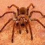 Image result for Goliath Birdeater Habitat