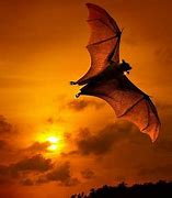 Image result for Red Bat Wallpaper