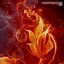 Image result for Wallpaper Flowers Amazon Fire Tablet